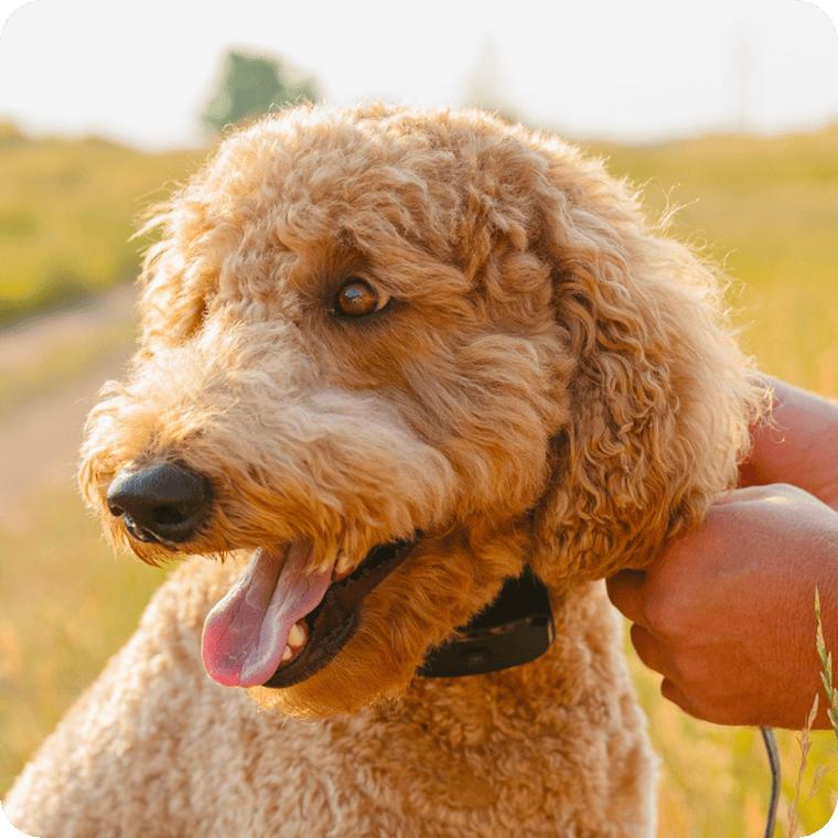 Poodle wearing the PawGuard collar in a golden evening field