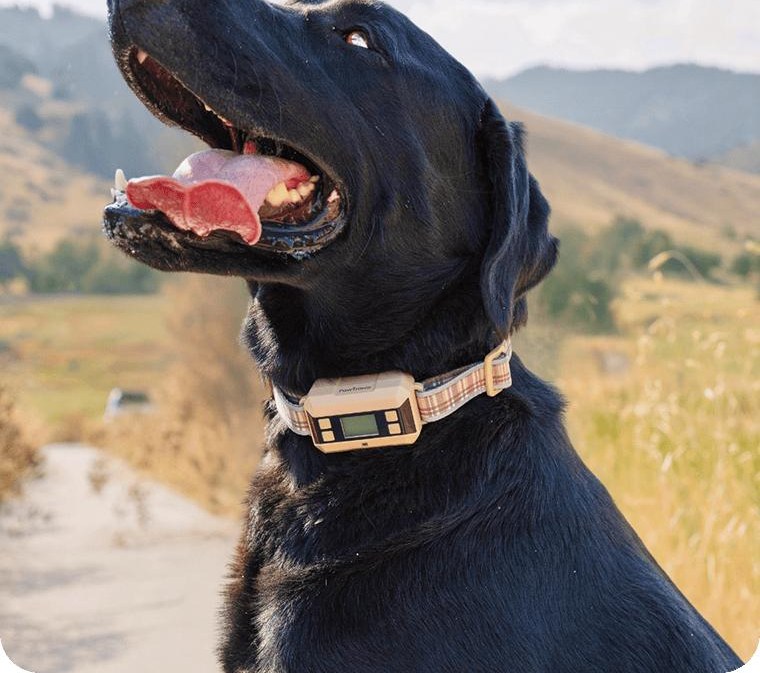 Black labrador outdoors wearing the collar
