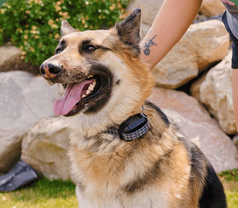 German shepherd in a courtyard with the collar